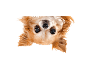 chihuahua in studio 2024 12 06 17 43 43 1 1