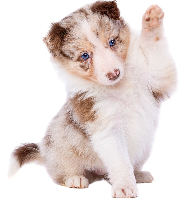 pet P9RE7LDb e1786108446900