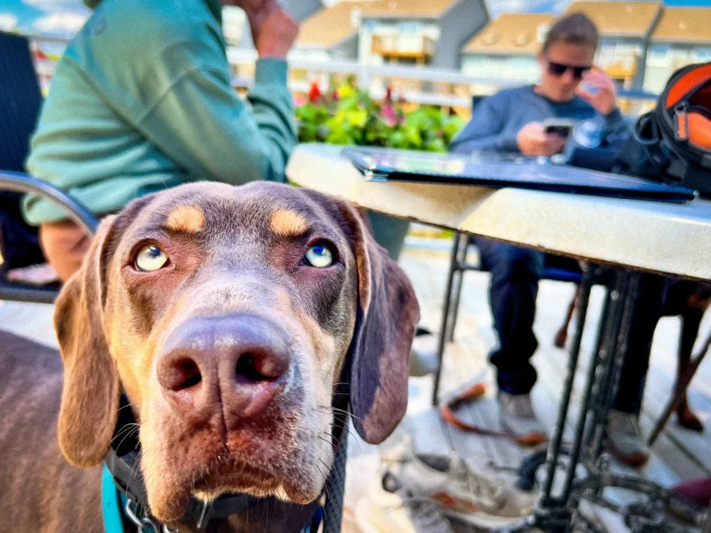 Breaking the Cycle How Changing Your Behavior Can Transform Your Dogs Behavior