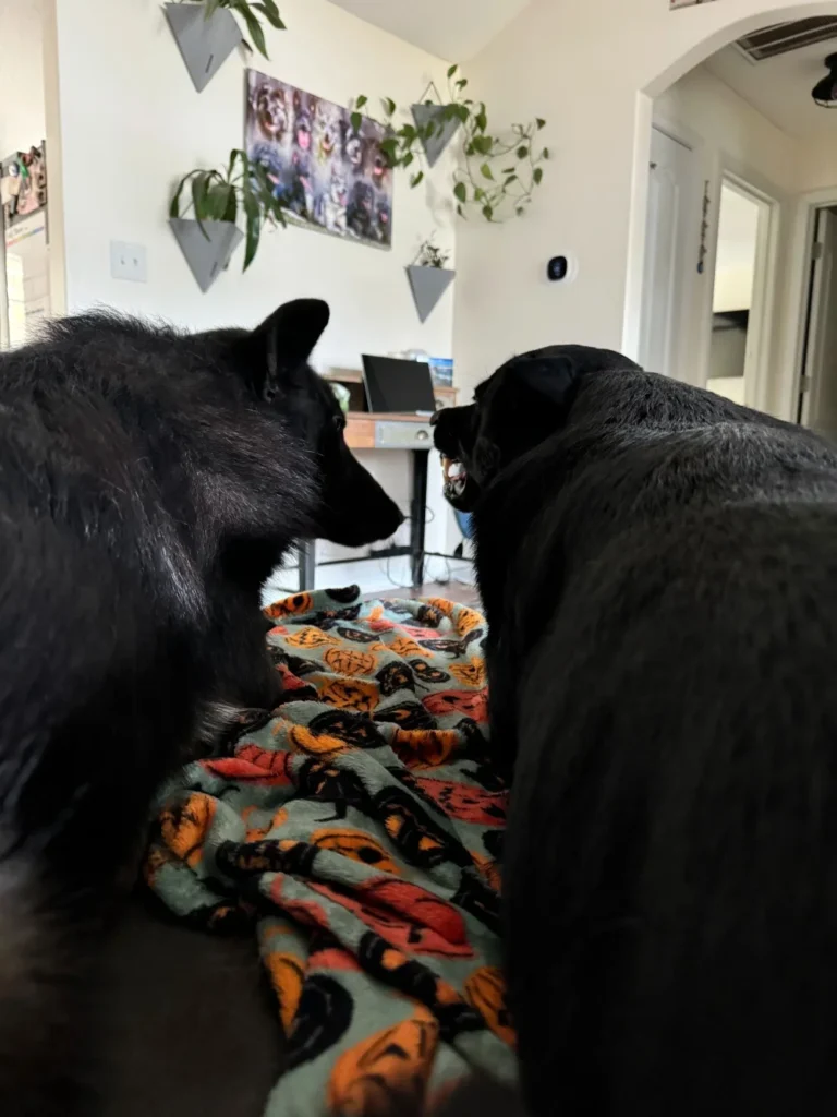 Decoding Dog Language A Guide for Dog Owners