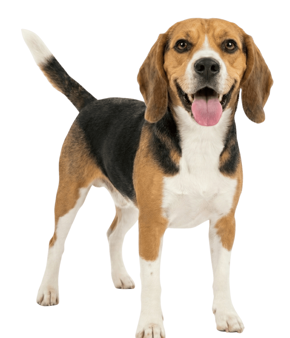 Dog Agility Training in Onslow County_Dog Training Image