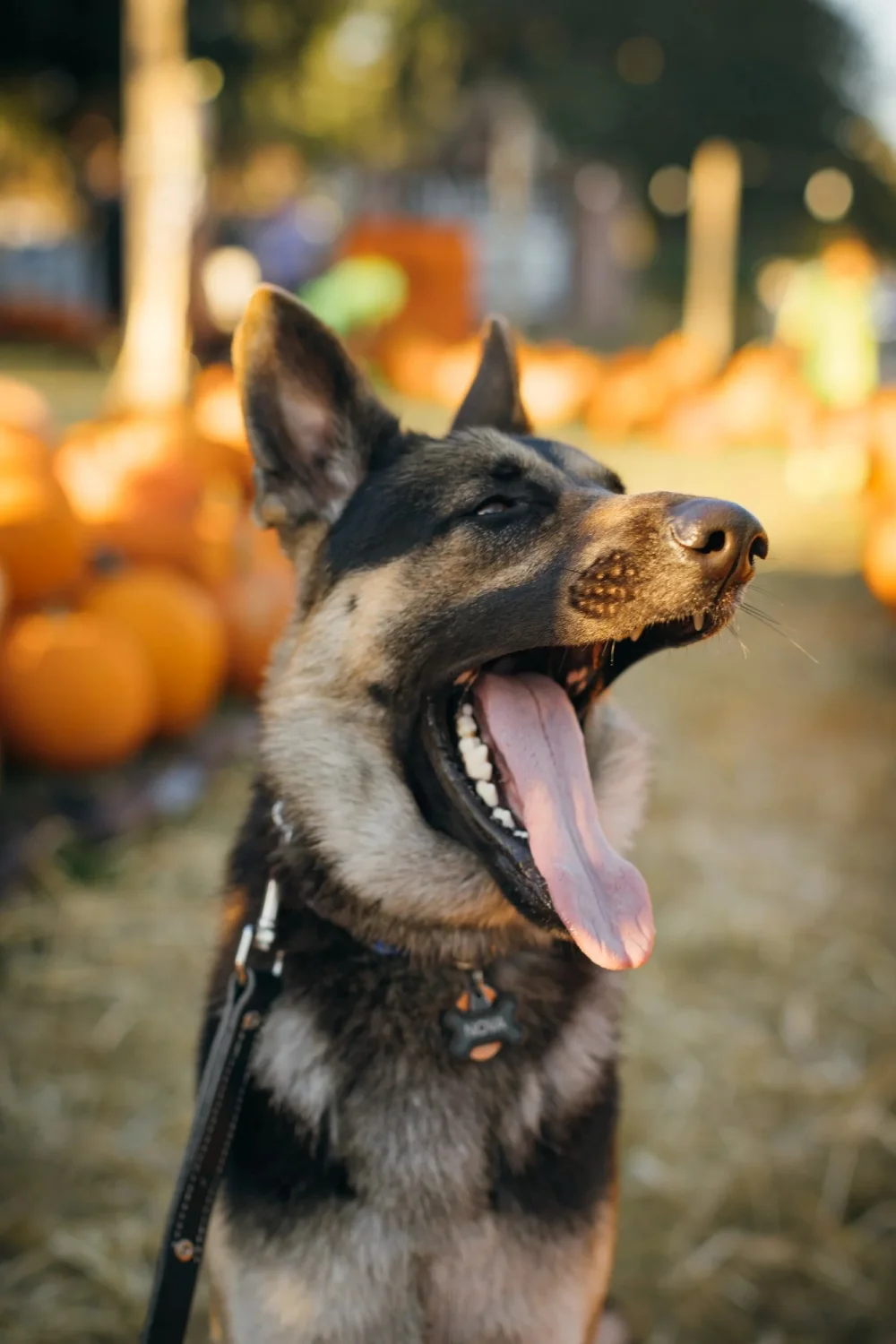 Dog Friendly Thanksgiving Recipes
