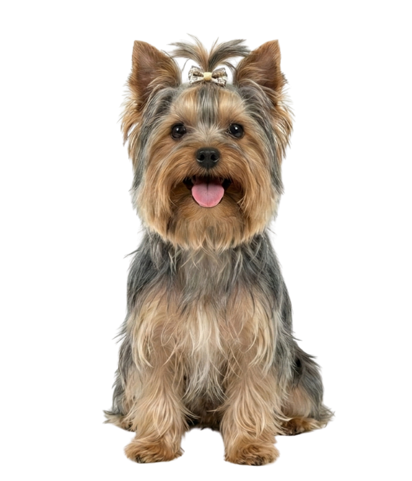 Dog Obedience Training in Onslow County FAQ Image