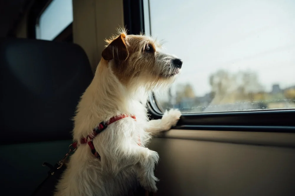 Dog Travel Tips
