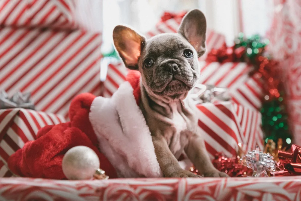 Don’t Buy that Xmas Puppy