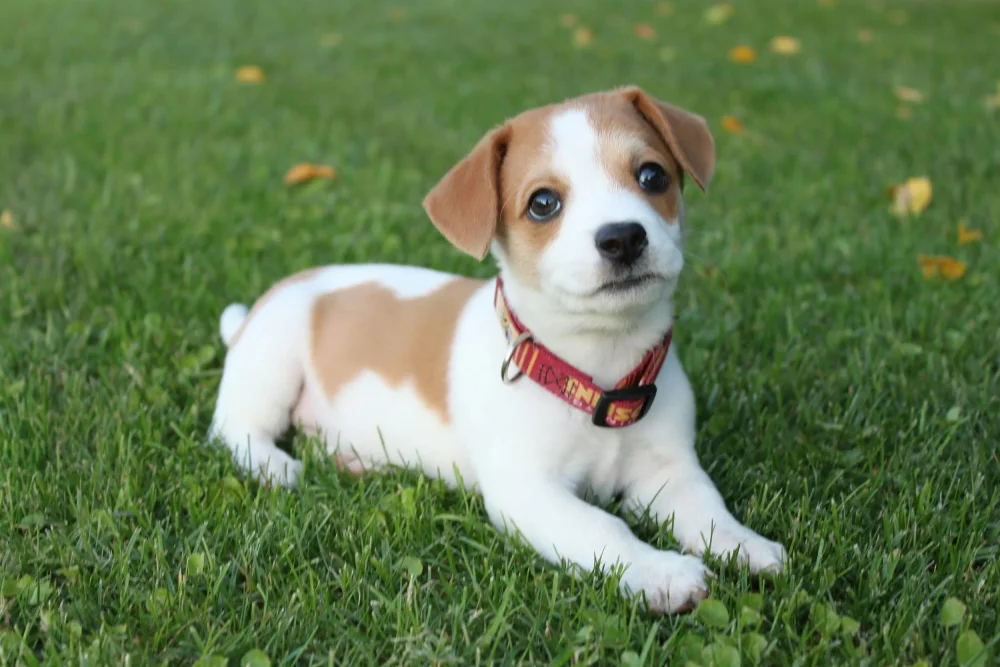 Ethical Breeders vs. Backyard Breeders and Pet Stores: The Importance of Your Puppy’s Origin