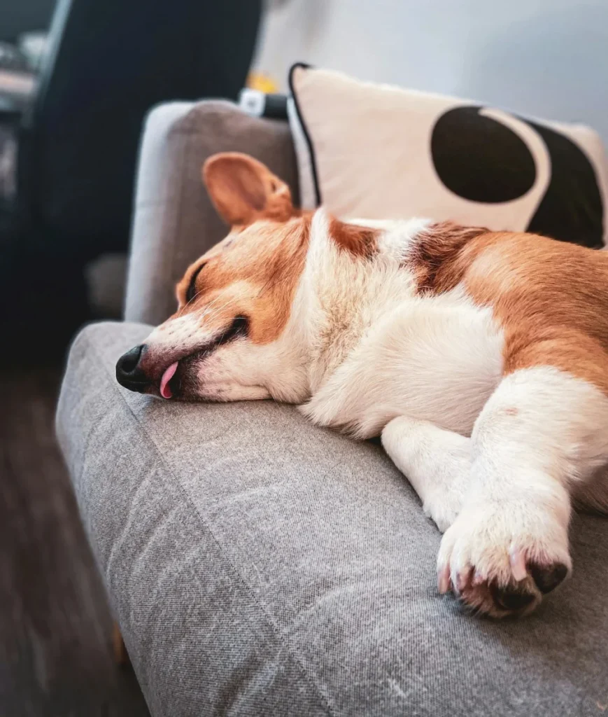 Finding Calm in the Chaos The Art of Training Dogs for Real Life Environments