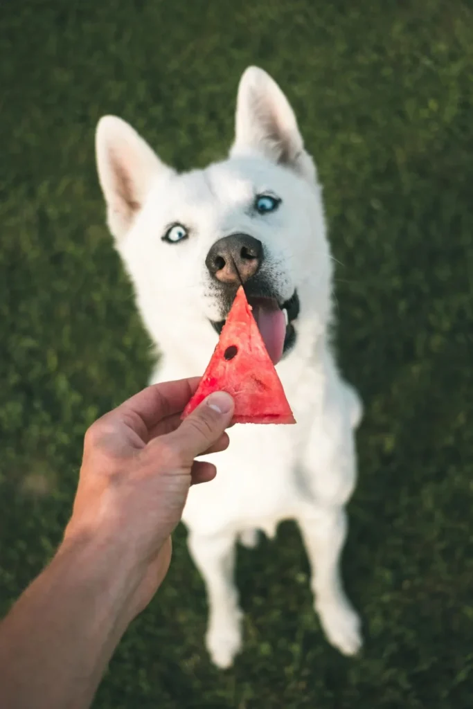 Harmful Foods for Your Pet