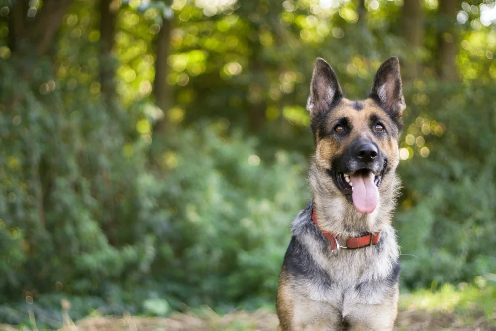 How to Choose the Right Dog Trainer for You