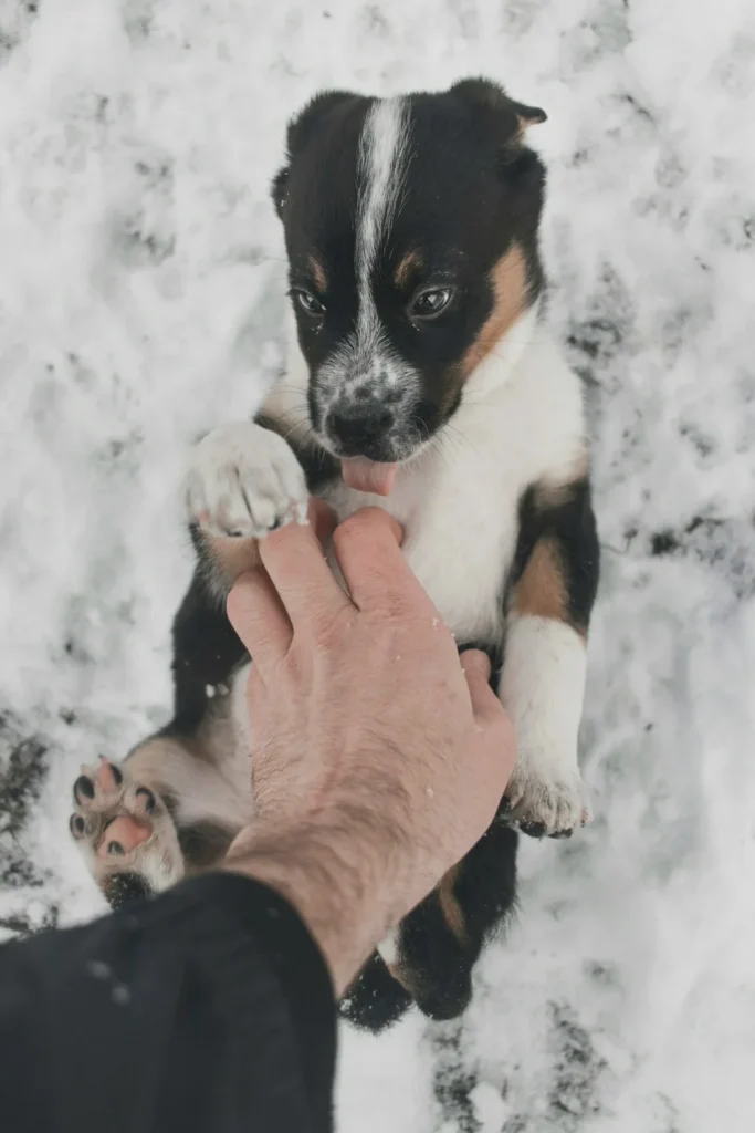 How to greet a dog