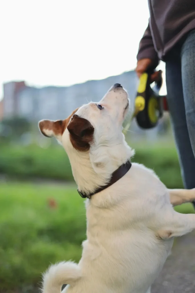 Motivation The Key to Teaching Wild Child Dogs New Behaviors