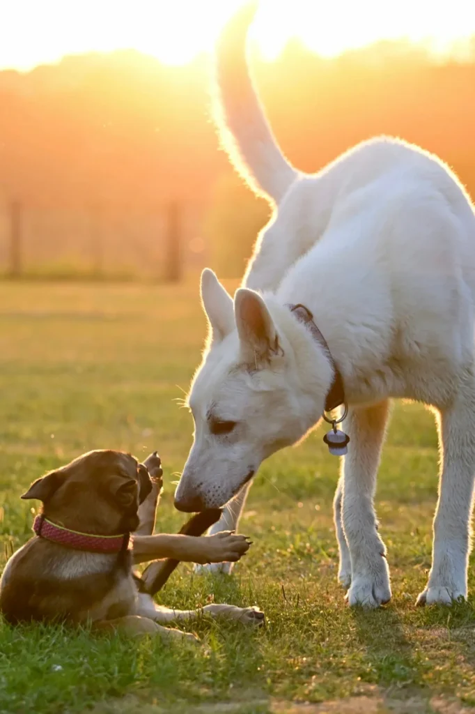 Off leash Dogs and How to Handle Them…