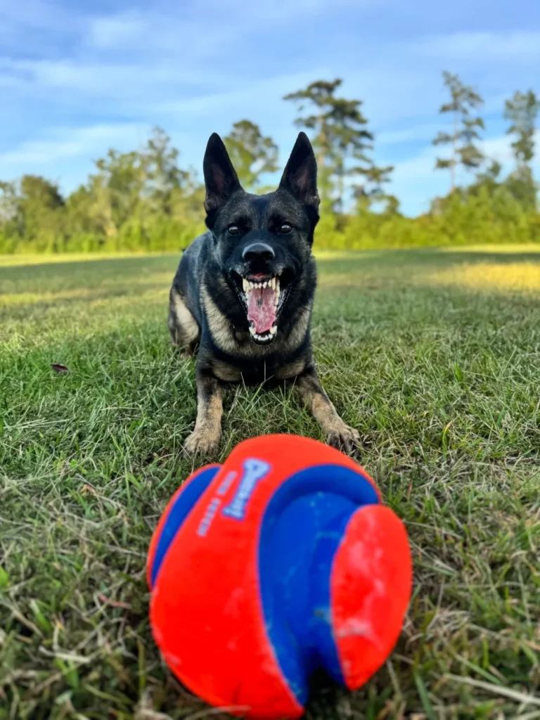 German Shepherd Dog barking at ball