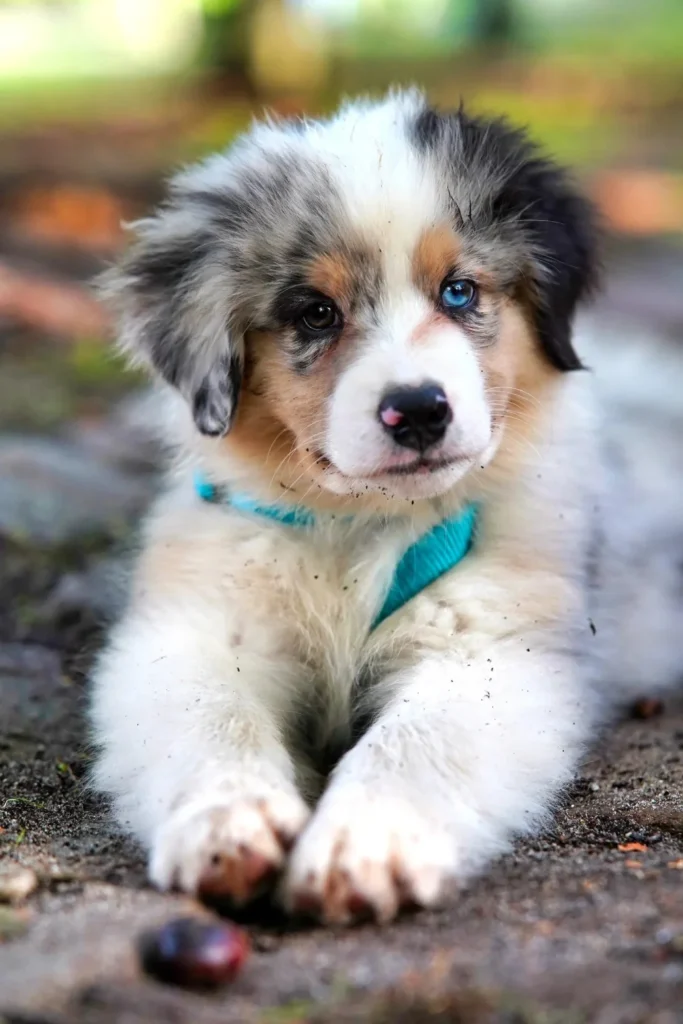 Puppy Rules