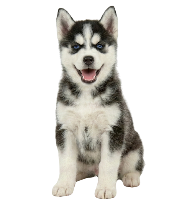 Puppy Training in Onslow County, NC