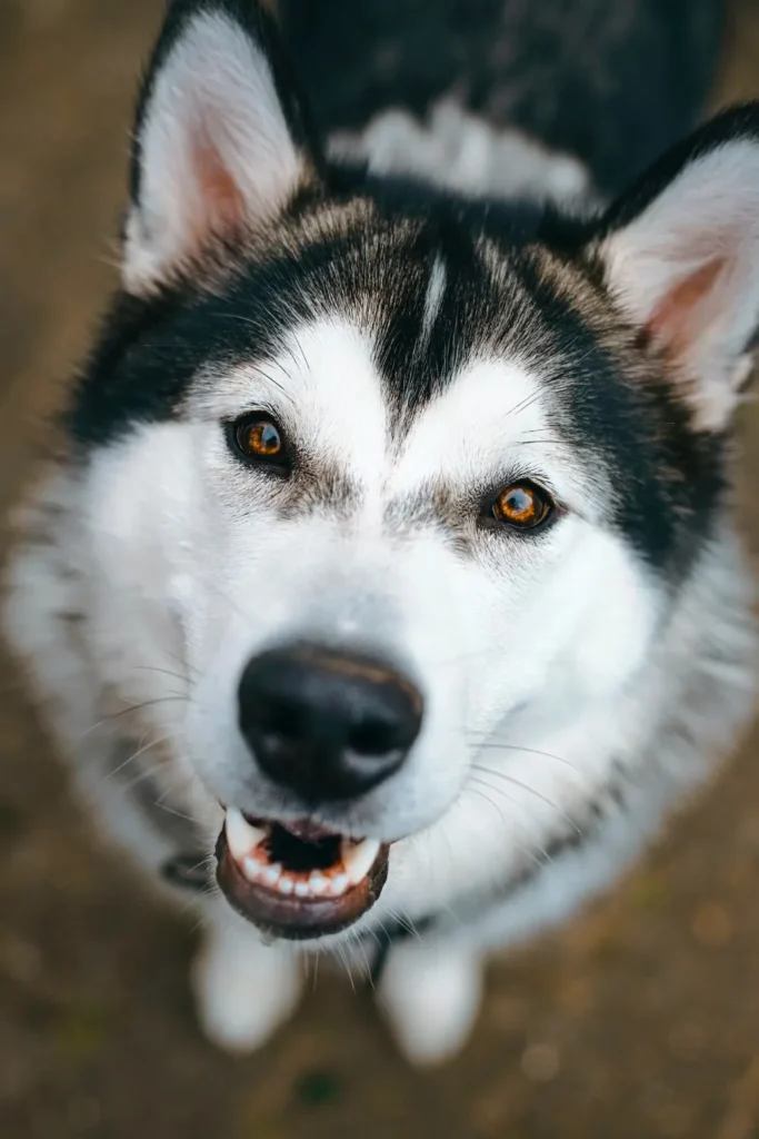 Stress and dogs