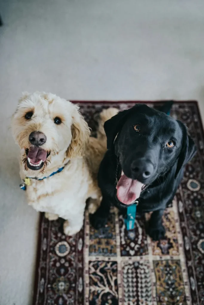 The Power of Choice.why your dogs struggles even after training