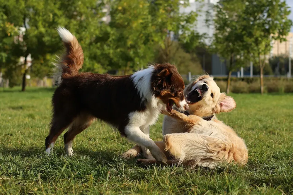 Understanding Dog Behavior: Recognizing Warning Signs