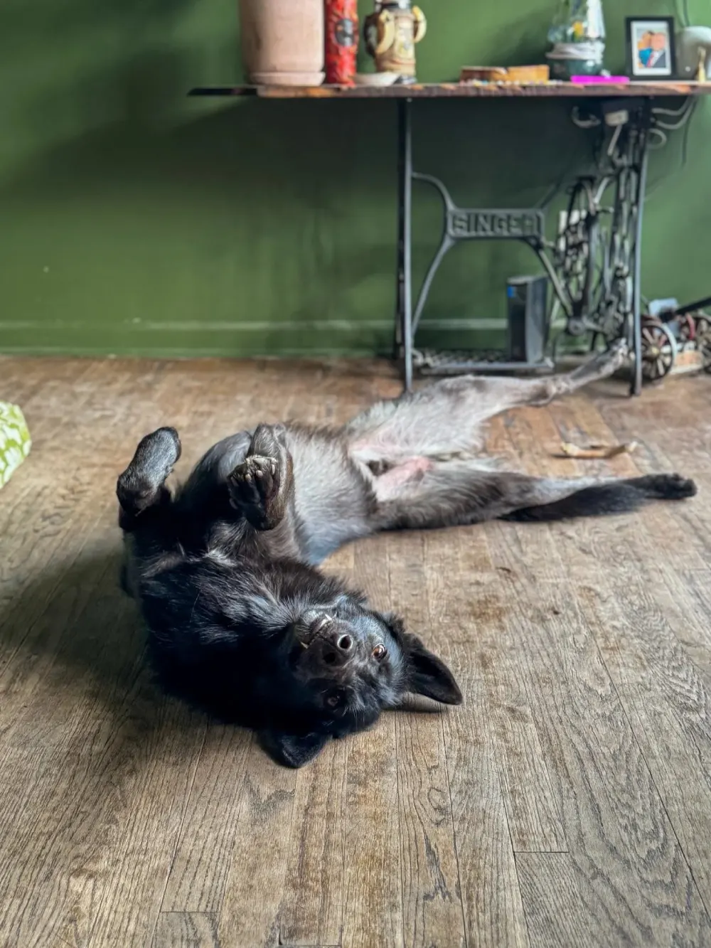 When Things Go Wrong in Public — What I Learned Taking Wild to Swanfest