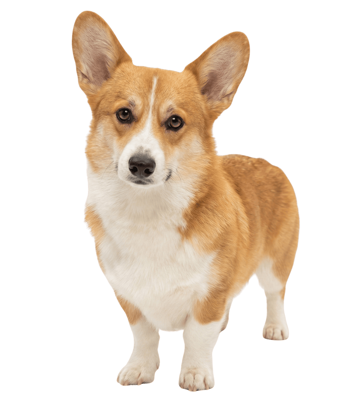 Why Onslow County Pet Owners Trust Us Dog Image