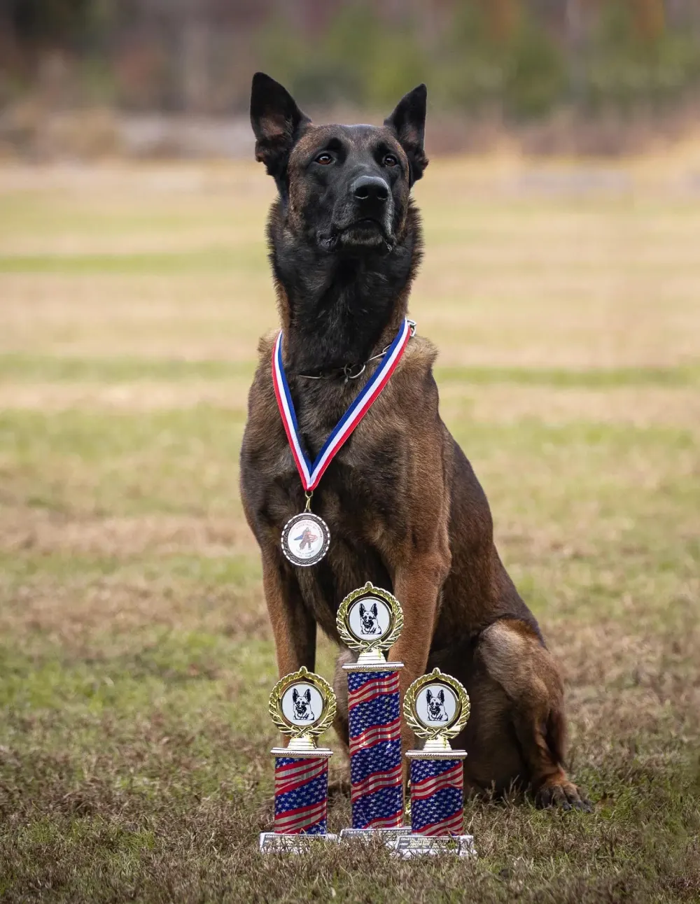 Why dog sports matter