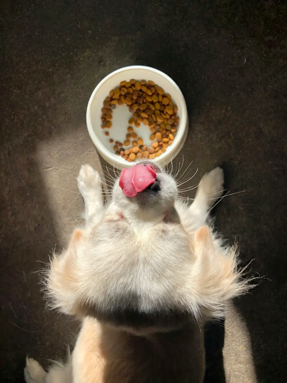 Why your dog’s nutrition is so important…