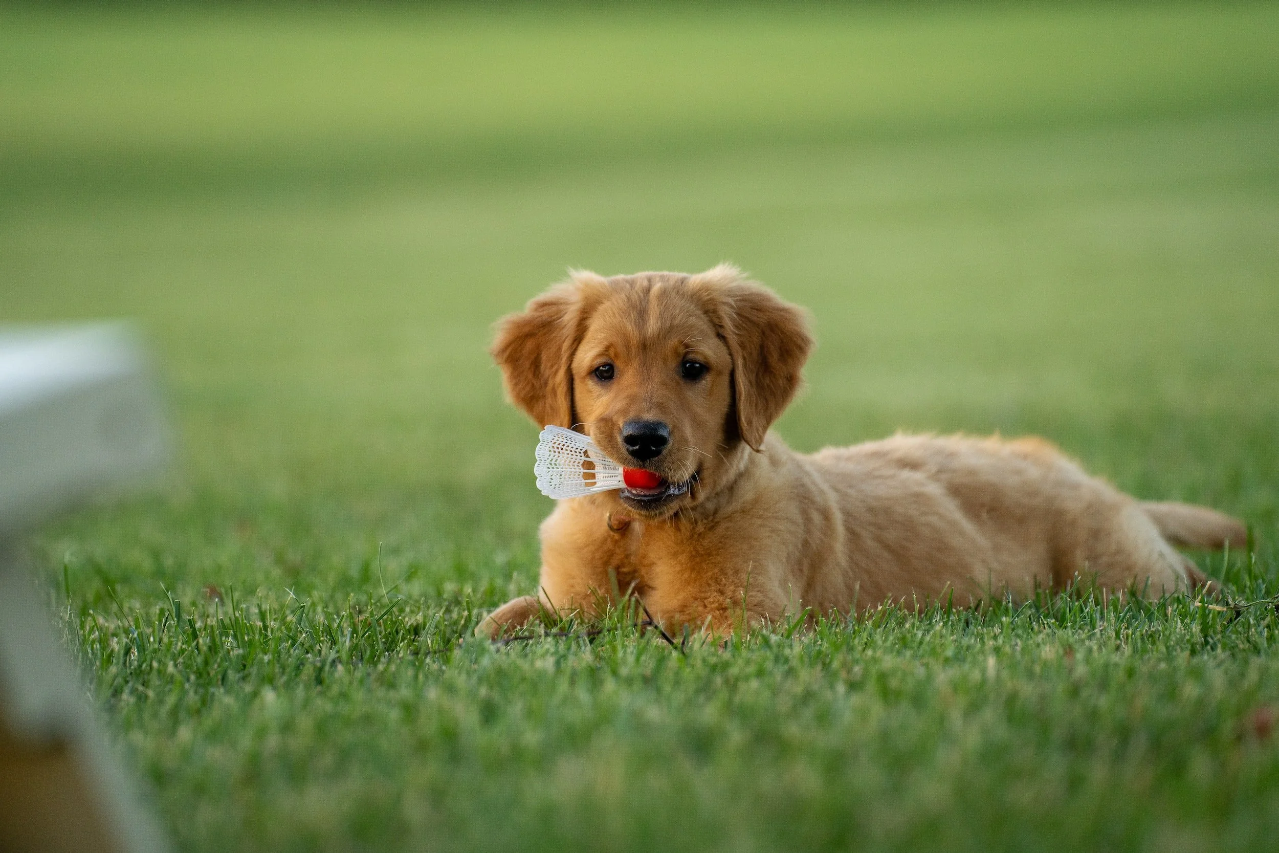 Top-Rated Puppy Training in Onslow County, NC ​
