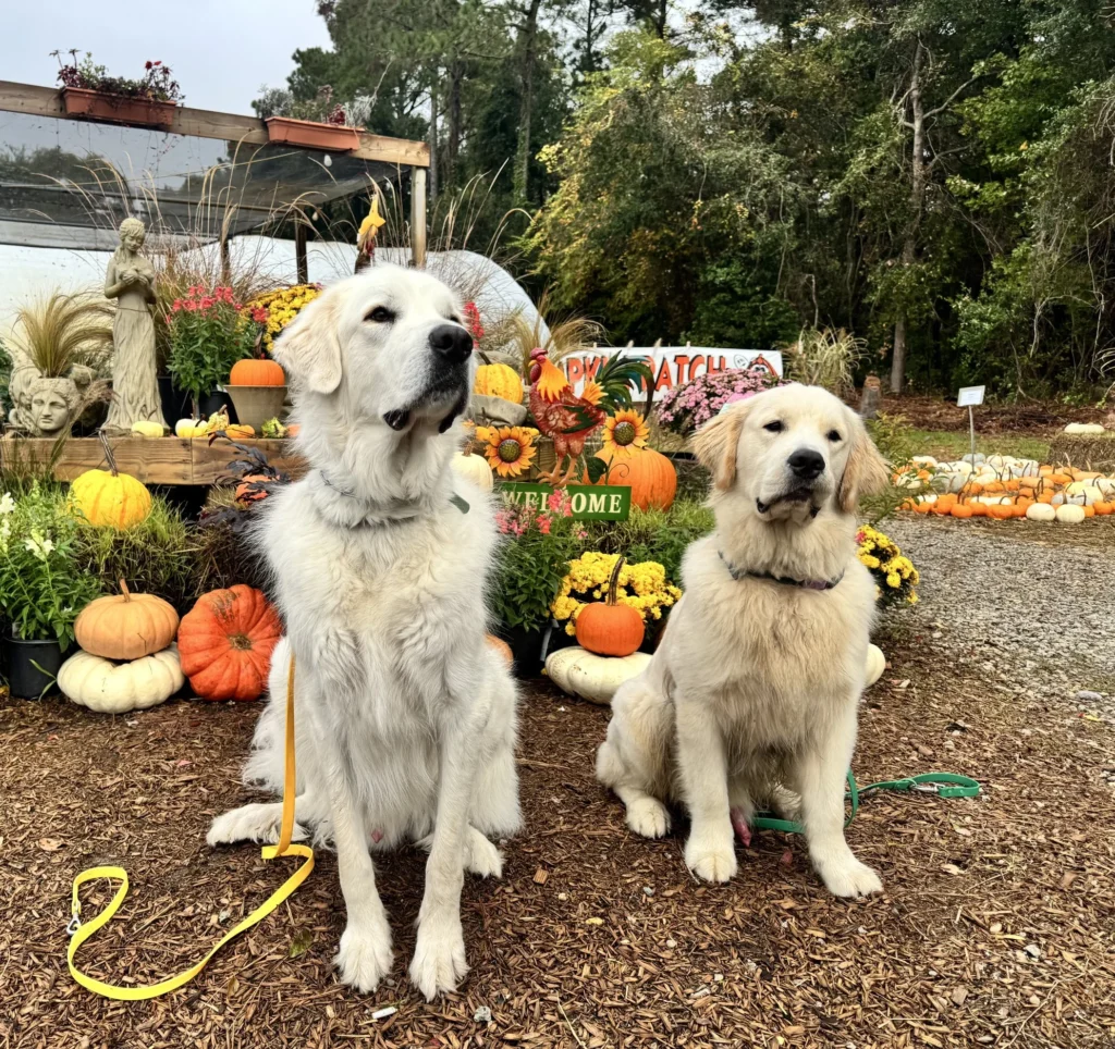 two dogs on a garden, behaving positively