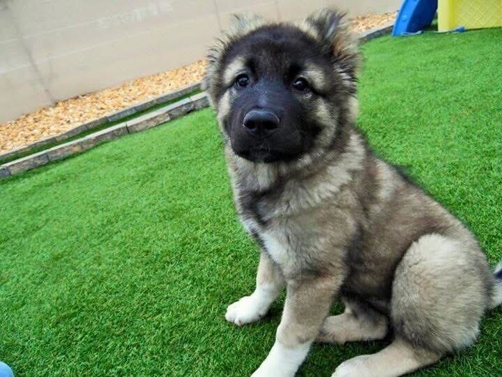 Your Dog Is a Reflection of the Environment You Create