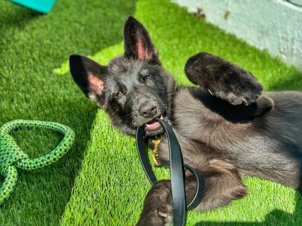 dog happy after receiving professional training in north carolina