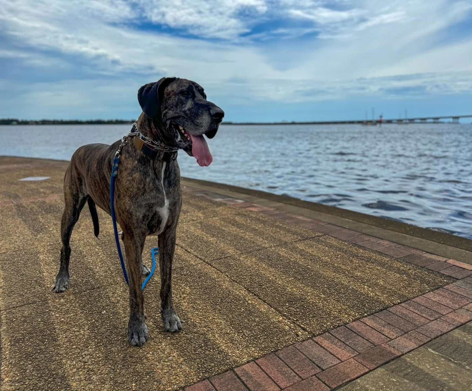 dog aside of a lake, listening to commands