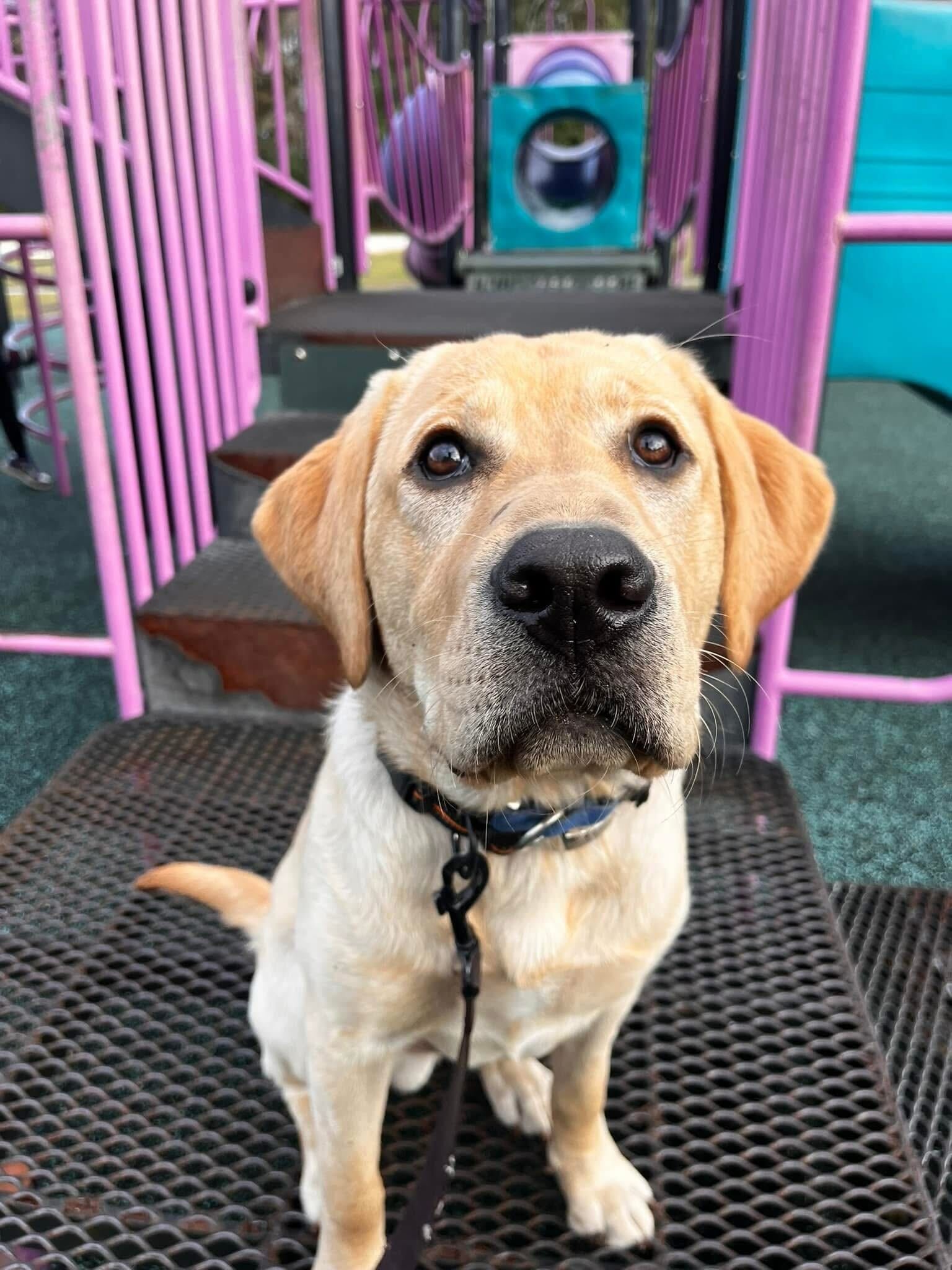 dog listening to owner's commands