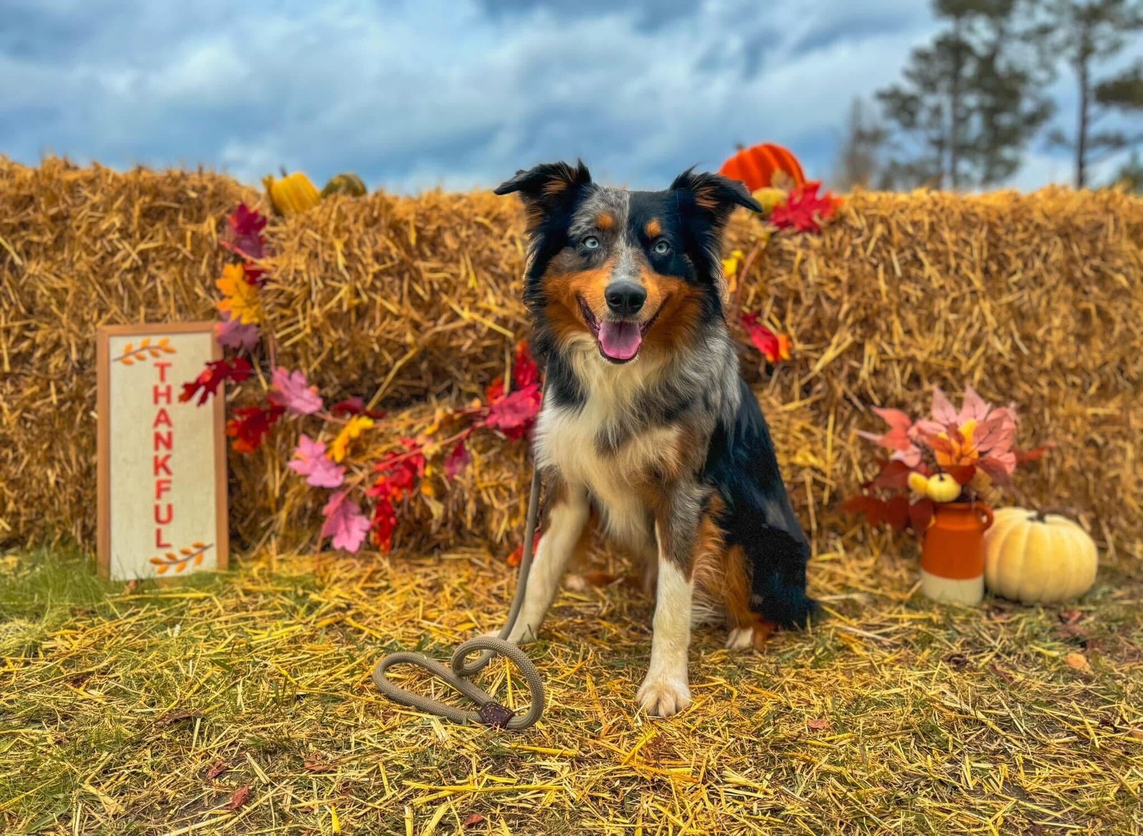 dog on a leash, calm and well-behaved