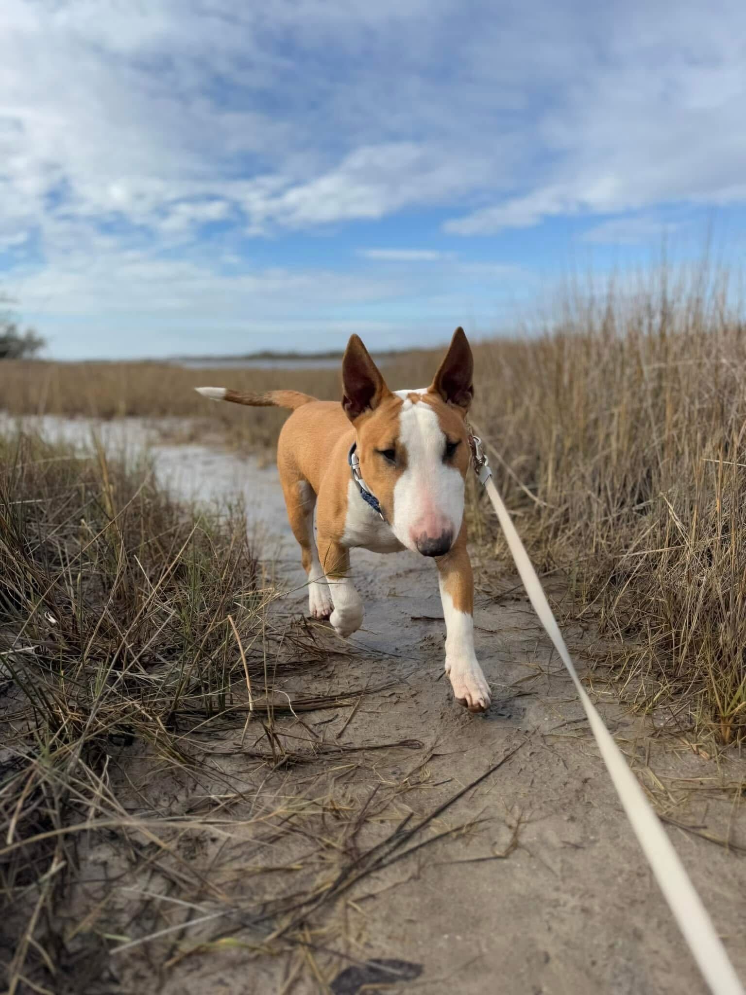 dog on a leash having a good time with his owner