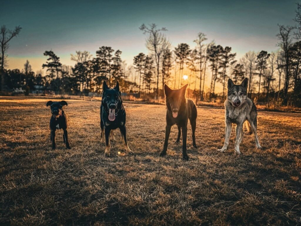 beautiful photo of four dogs playing on a park. Dog training in Beaufort County