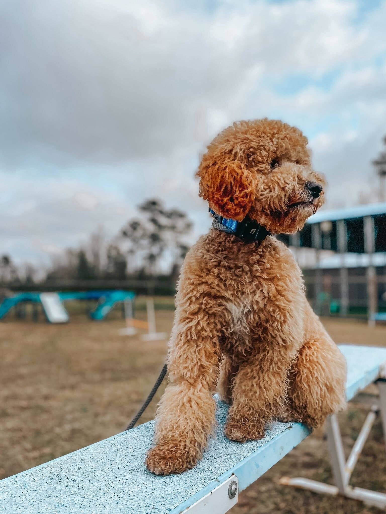 small dog resting on a bench after being taught how to behave. dog training in Beaufort Town