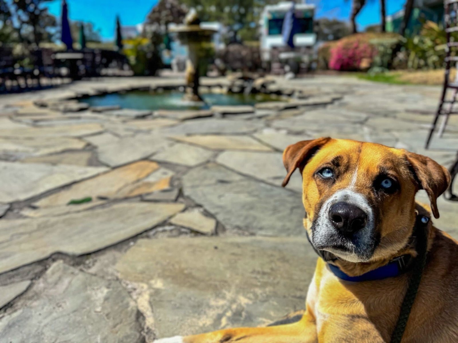 dog resting on a beautiful place, behaving positively