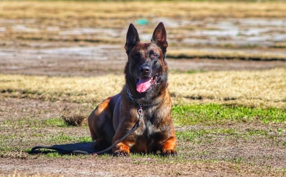 dog resting after a training session