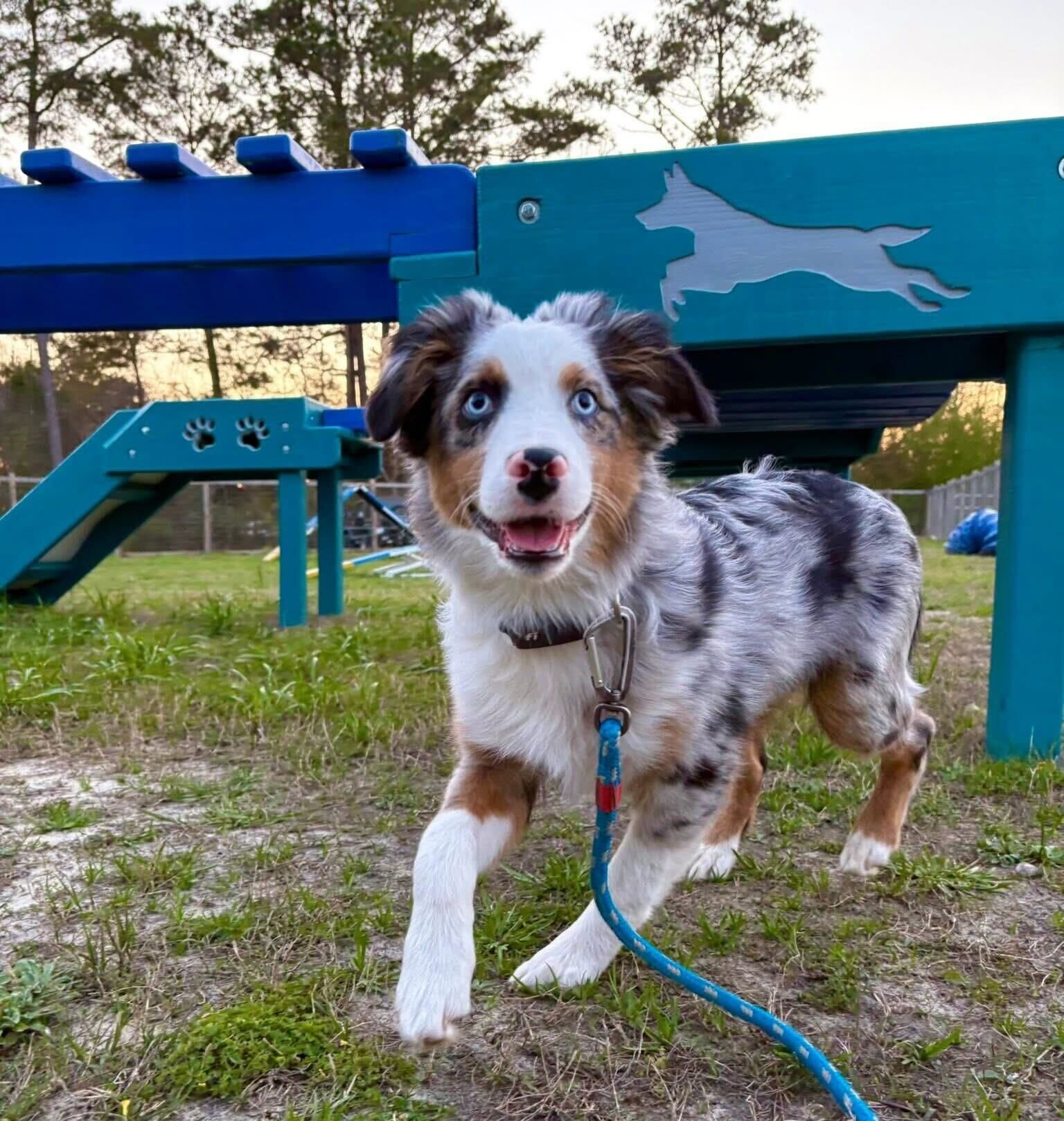A blue merle Australian Shepherd puppy with bright blue eyes walking on a blue leash past teal agility equipment in an outdoor training yard.