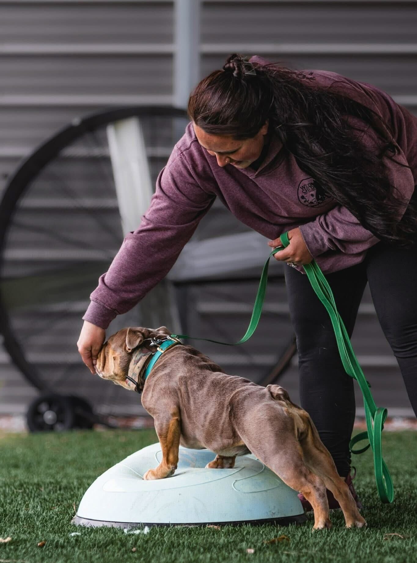 small bulldog being trained and rewarded with a snack by the trainer