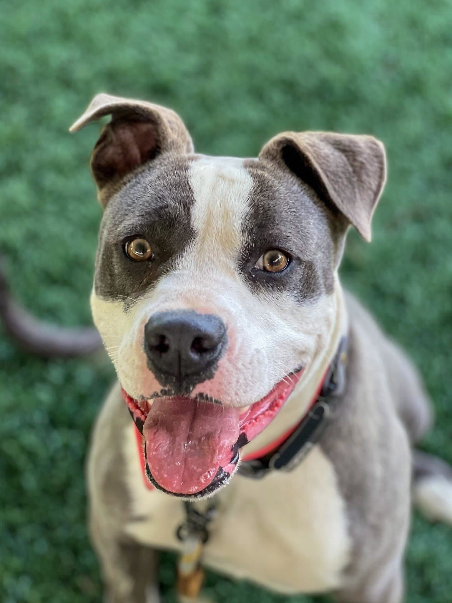 small dog, happy after participating on training