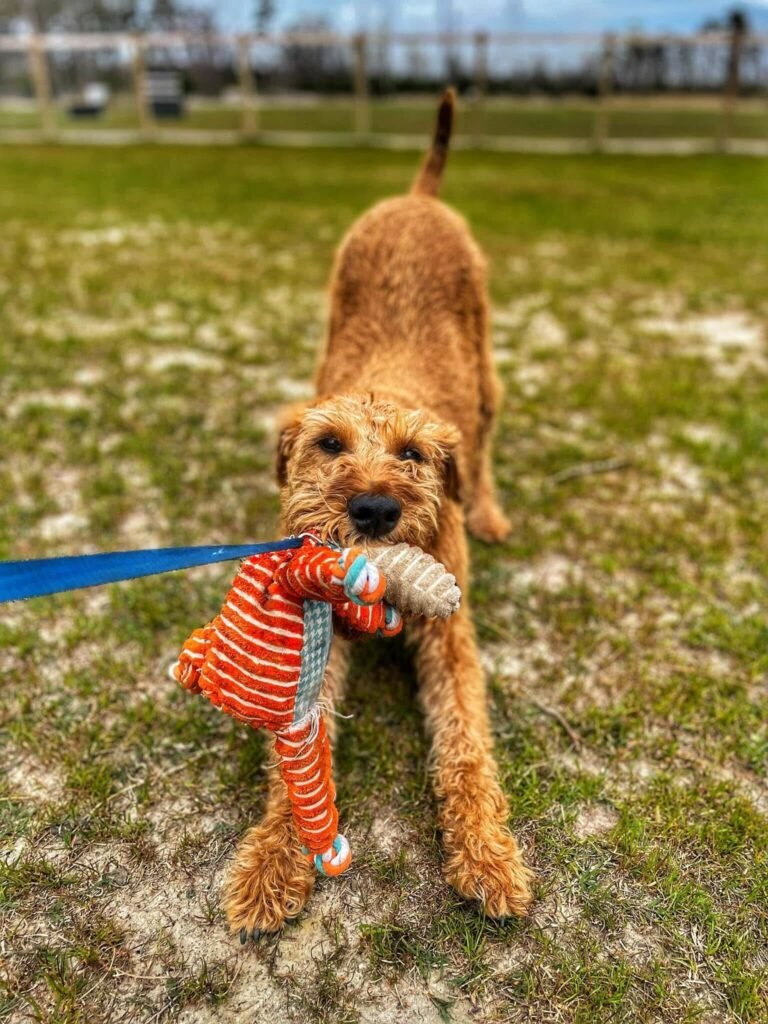 dog positive behavior with his toy