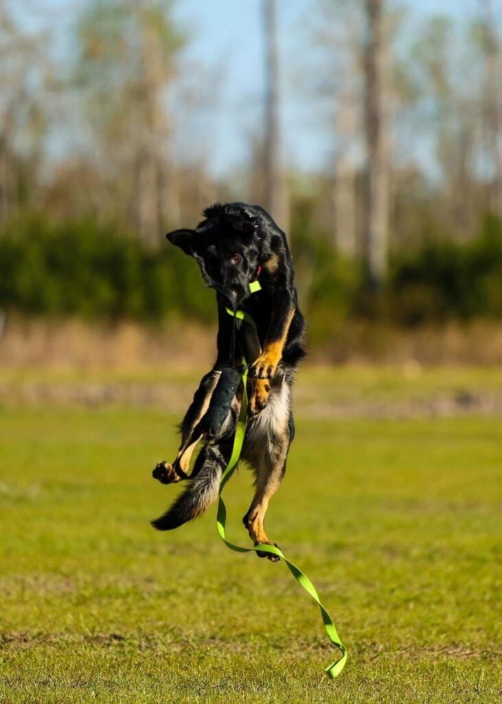 dog jumping while playing