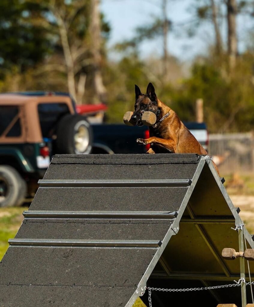 A Belgian Malinois dog jumps over a high A-frame agility ramp while carrying a wooden dumbbell in its mouth during a professional outdoor dog training and trials session.