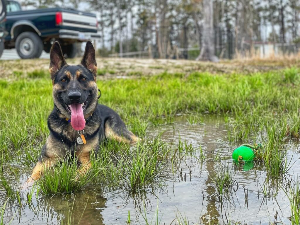 sheppard playing at grass and water with his ball