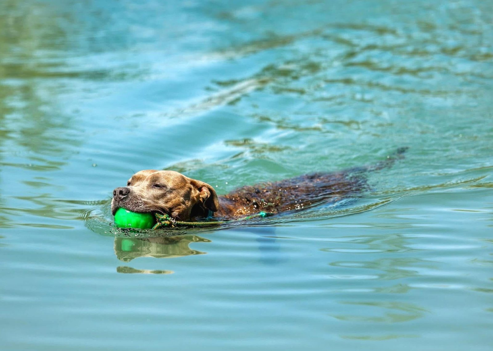 adult dog swimming
