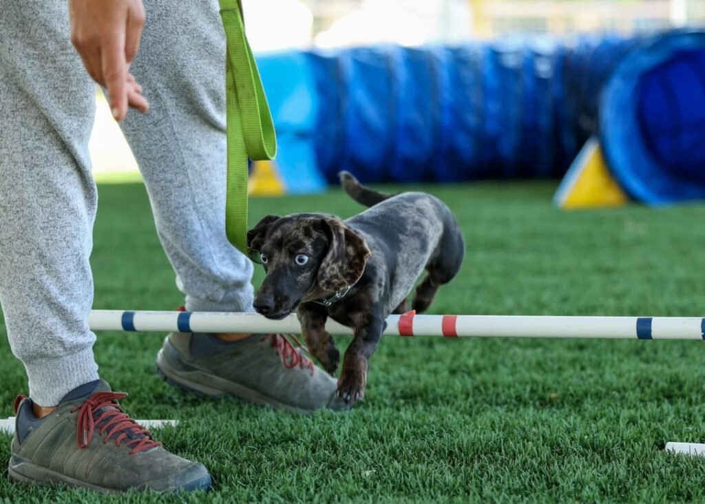 A dapple Dachshund puppy with bright blue eyes jumping over a low agility hurdle on green turf while a trainer stands nearby during an indoor dog agility class.