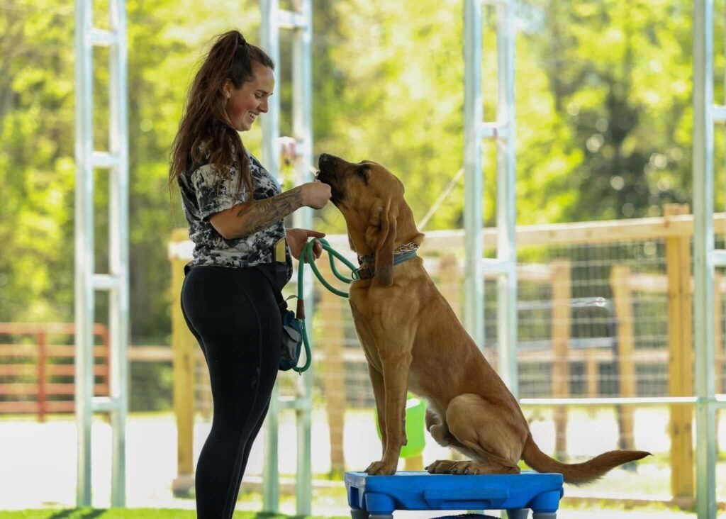 A professional female dog trainer rewarding a tan Bloodhound sitting calmly on a blue training platform during an outdoor obedience and focus session.