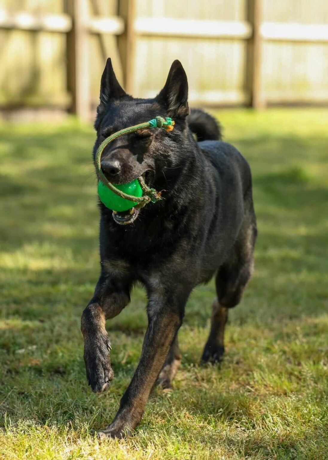 A black German Shepherd running through a sunny, grassy backyard while carrying a green ball on a rope toy in its mouth during a game of fetch.