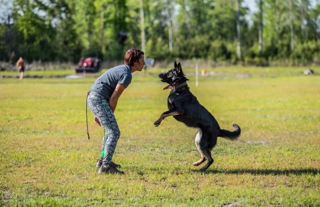 A female dog trainer in patterned leggings stands face-to-face with a black German Shepherd jumping mid-air during an engagement and obedience training session in an open grassy field. Dog training in Jones County, NC